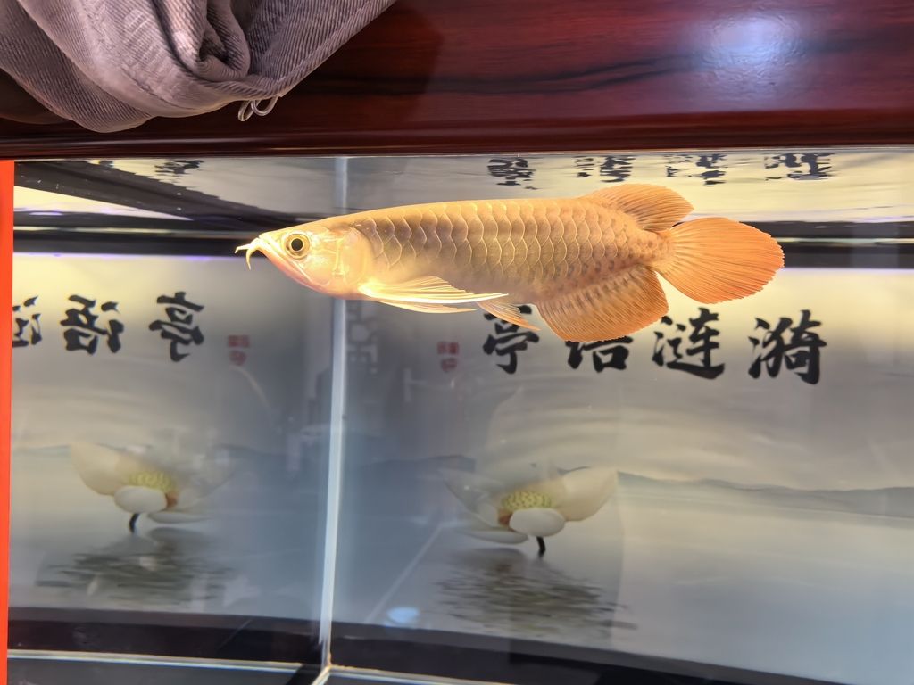 換水（缸大魚少室內(nèi)溫度沒(méi)超過(guò)三十度） 觀賞魚論壇