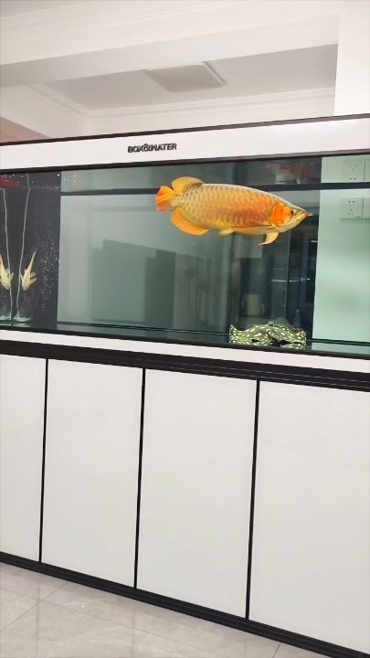 打卡（奮斗者zwt評論：我有虎魚,不太會養(yǎng)魚）