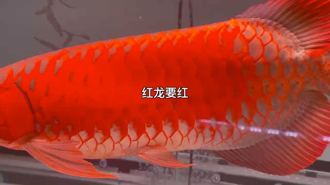 3-6個(gè)月的上色效果（持魚(yú)兩年時(shí)間） 觀賞魚(yú)論壇