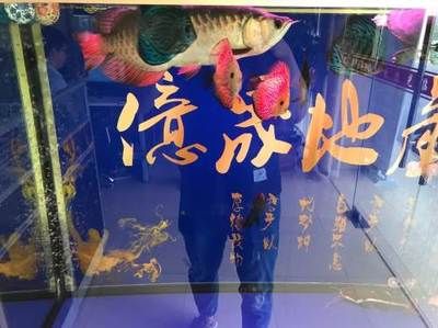 汕尾龍魚vs祥龍魚場(chǎng)（汕尾龍魚與祥龍魚場(chǎng)的具體差異） 全國(guó)水族館企業(yè)名錄 第2張