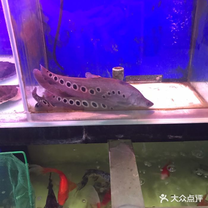 泉州水族館vs祥龍魚(yú)場(chǎng)（泉州水族館與祥龍魚(yú)場(chǎng)各有特點(diǎn)） 全國(guó)水族館企業(yè)名錄 第1張