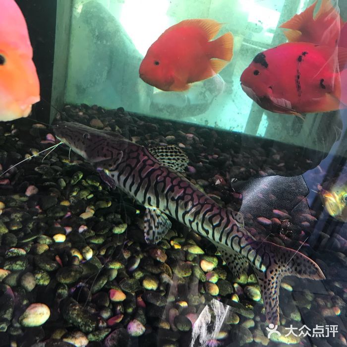 泉州水族館vs祥龍魚(yú)場(chǎng)（泉州水族館與祥龍魚(yú)場(chǎng)各有特點(diǎn)） 全國(guó)水族館企業(yè)名錄 第2張