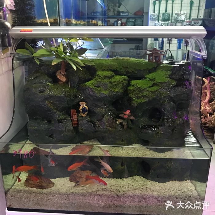 泉州水族館vs祥龍魚(yú)場(chǎng)（泉州水族館與祥龍魚(yú)場(chǎng)各有特點(diǎn)） 全國(guó)水族館企業(yè)名錄 第5張