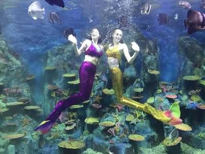 桂林水族館vs祥龍魚場(chǎng)（探討桂林水族館與祥龍魚場(chǎng)之間的差異） 全國水族館企業(yè)名錄 第4張