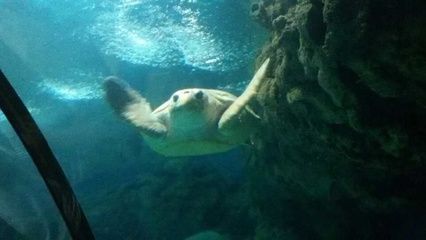 宣城水族館vs祥龍魚場（宣城水族館與祥龍魚場之間的區(qū)別） 全國水族館企業(yè)名錄 第3張