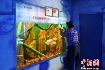 柳州水族館vs祥龍魚場(chǎng)（探討柳州水族館與祥龍魚場(chǎng)之間的差異，我們需要明確兩者的主要業(yè)務(wù)和特點(diǎn)） 全國水族館企業(yè)名錄 第3張