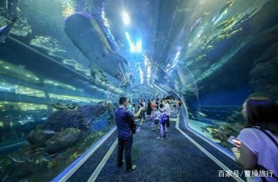 綿陽(yáng)水族館vs祥龍魚(yú)場(chǎng)（綿陽(yáng)水族館和祥龍魚(yú)場(chǎng)有什么區(qū)別？） 全國(guó)水族館企業(yè)名錄 第2張