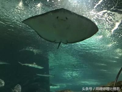 綿陽(yáng)水族館vs祥龍魚(yú)場(chǎng)（綿陽(yáng)水族館和祥龍魚(yú)場(chǎng)有什么區(qū)別？） 全國(guó)水族館企業(yè)名錄 第5張