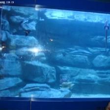 四平水族館vs祥龍魚場（四平水族館與祥龍魚場的區(qū)別） 全國水族館企業(yè)名錄 第2張