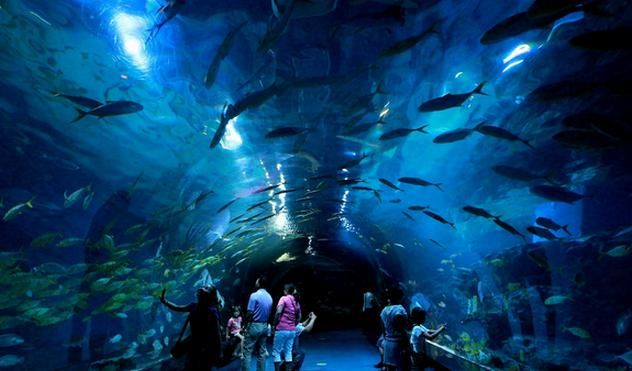 安慶水族館vs祥龍魚場（安慶水族館與祥龍魚場的區(qū)別） 全國水族館企業(yè)名錄 第3張