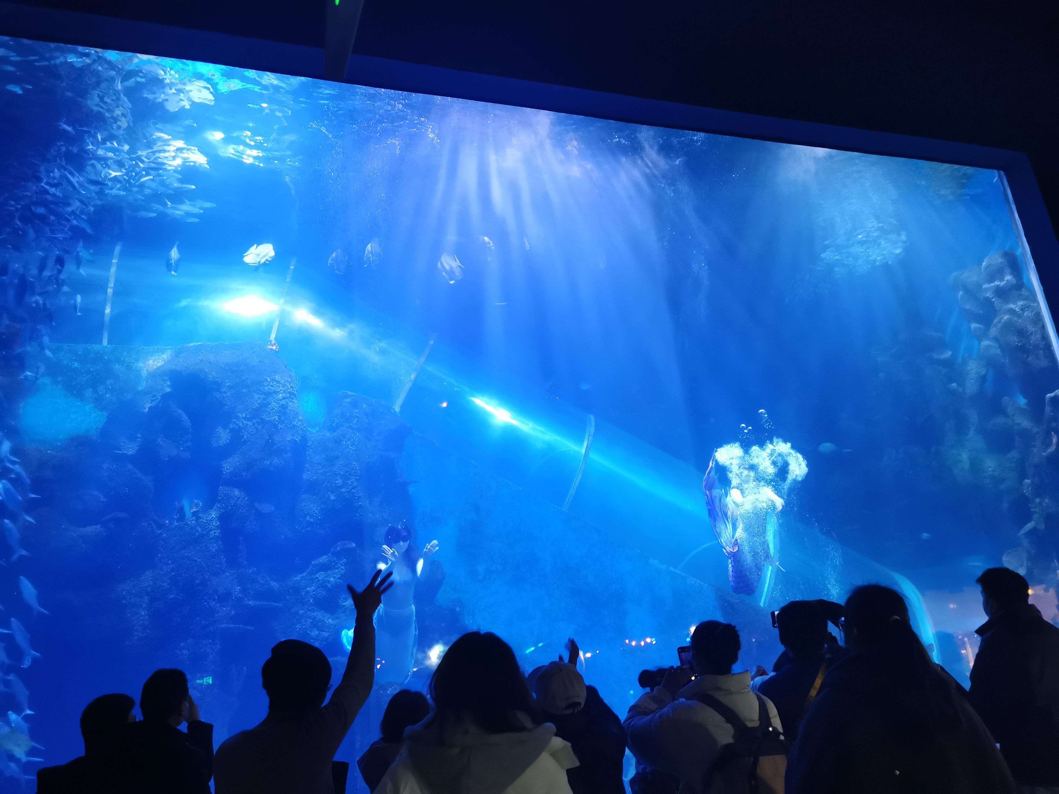 徐州水族館vs祥龍魚場（徐州水族館與祥龍魚場各有特色） 全國水族館企業(yè)名錄 第5張