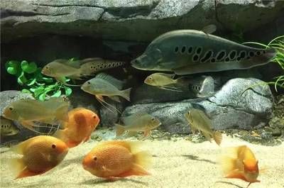 漳州水族館vs祥龍魚場(chǎng)（漳州水族館與祥龍魚場(chǎng)各有特色） 全國(guó)水族館企業(yè)名錄 第3張