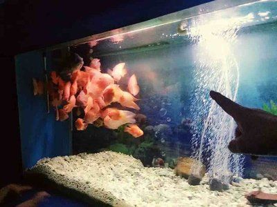 南通水族館vs祥龍魚(yú)場(chǎng)（南通水族館和祥龍魚(yú)場(chǎng)各有其特色和優(yōu)勢(shì)） 全國(guó)水族館企業(yè)名錄 第2張