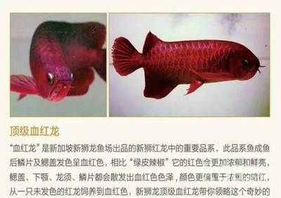 蚌埠龍魚vs祥龍魚場（探討蚌埠龍魚與祥龍魚場之間的差異之前需要明確兩者所指的具體內容） 全國水族館企業(yè)名錄 第1張