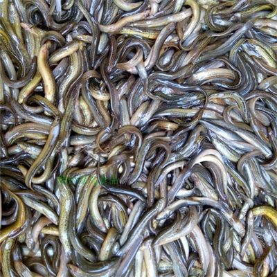 寧德龍魚vs祥龍魚場（全球首個獲得國際龍魚繁殖證書的魚場，寧德龍魚場可能是一個選項） 全國水族館企業(yè)名錄 第4張