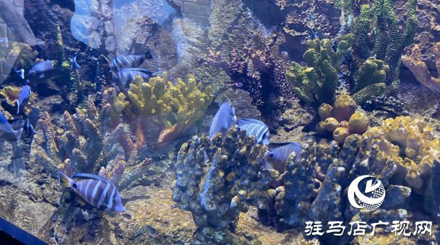 駐馬店水族館vs祥龍魚場（河南駐馬店市開發(fā)區(qū)帝王水族館、祥龍魚場水族館、祥龍魚場） 全國水族館企業(yè)名錄 第3張