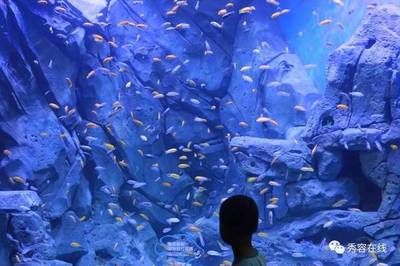 忻州水族館vs祥龍魚場（忻州水族館與祥龍魚場各有側(cè)重） 全國水族館企業(yè)名錄 第5張