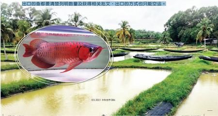 晉中龍魚vs祥龍魚場(chǎng)（探討晉中龍魚與祥龍魚場(chǎng)的差異之前，我們需要明確兩者所指的具體內(nèi)容） 全國(guó)水族館企業(yè)名錄 第5張