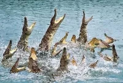 紅龍魚吃什么牌子的飼料好（關(guān)于紅龍魚飼料的幾個疑問） 水族問答 第1張