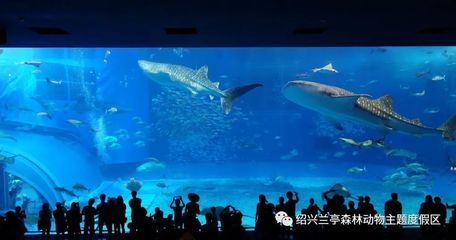 紹興水族館vs祥龍魚場（紹興水族館與祥龍魚場各有側(cè)重） 全國水族館企業(yè)名錄 第2張