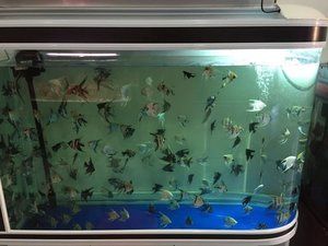 景德鎮(zhèn)水族館vs祥龍魚場（探討景德鎮(zhèn)水族館與祥龍魚場的區(qū)別之前需要明確兩者的基本信息和特點(diǎn)） 全國水族館企業(yè)名錄 第2張