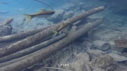 保山龍魚vs祥龍魚場（保山龍魚與祥龍魚場） 全國水族館企業(yè)名錄 第2張