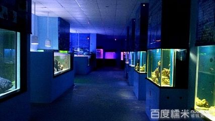 陽江水族館vs祥龍魚場（陽江水族館與祥龍魚場的區(qū)別） 全國水族館企業(yè)名錄 第1張