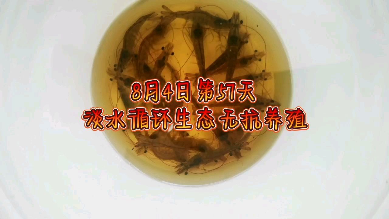 （草春分評論：魚好,龍巧兒） 觀賞魚論壇 第1張