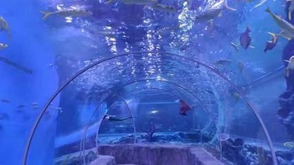 平頂山水族館vs祥龍魚場（平頂山水族館與祥龍魚場之間的差異之前，我們需要明確的業(yè)務(wù)范圍） 全國水族館企業(yè)名錄 第1張