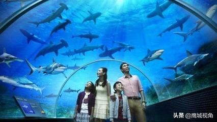 平頂山水族館vs祥龍魚場（平頂山水族館與祥龍魚場之間的差異之前，我們需要明確的業(yè)務(wù)范圍） 全國水族館企業(yè)名錄 第4張