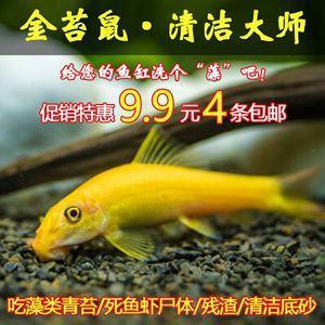 興安盟龍魚vs祥龍魚場（興安盟龍魚與祥龍魚場之間的關(guān)系） 全國水族館企業(yè)名錄 第5張