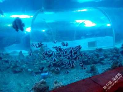 遂寧水族館vs祥龍魚(yú)場(chǎng)（遂寧水族館與祥龍魚(yú)場(chǎng)的區(qū)別） 全國(guó)水族館企業(yè)名錄 第5張