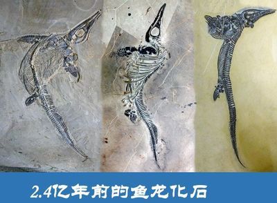 六盤水龍魚vs祥龍魚場（祥龍魚場和六盤水龍魚哪個好） 全國水族館企業(yè)名錄 第1張