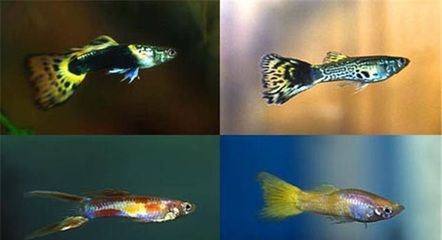 萊蕪水族館vs祥龍魚場(chǎng)（萊蕪水族館和祥龍魚場(chǎng)哪個(gè)好） 全國水族館企業(yè)名錄 第4張