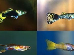 萊蕪水族館vs祥龍魚場(chǎng)（萊蕪水族館和祥龍魚場(chǎng)哪個(gè)好） 全國水族館企業(yè)名錄 第5張