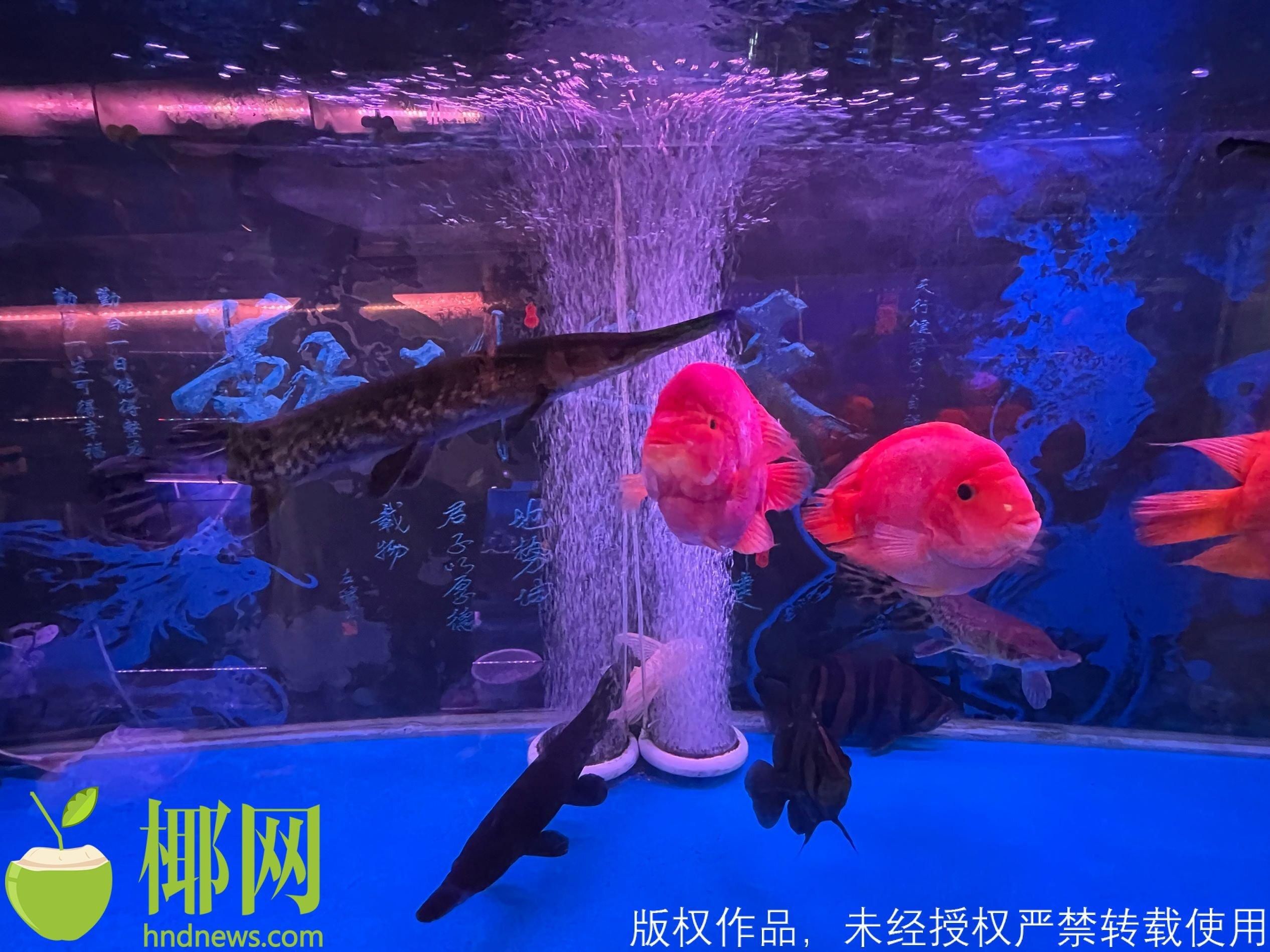 海口水族館vs祥龍魚場（?？谒屦^與祥龍魚場哪個好） 全國水族館企業(yè)名錄 第3張