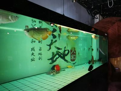 營口水族館vs祥龍魚場（營口水族館和祥龍魚場有什么區(qū)別？） 全國水族館企業(yè)名錄 第1張