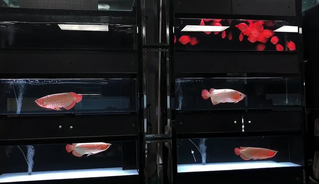 朝陽水族館vs祥龍魚場（北京朝陽水族館和祥龍魚場之前需要明確的性質(zhì)和業(yè)務(wù)范圍） 全國水族館企業(yè)名錄 第5張