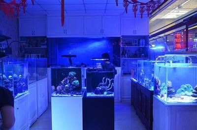 唐山水族館vs祥龍魚(yú)場(chǎng)（唐山水族館和祥龍魚(yú)場(chǎng)哪個(gè)好） 全國(guó)水族館企業(yè)名錄 第2張