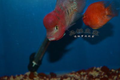 揭陽水族館vs祥龍魚場(chǎng)（探討揭陽水族館與祥龍魚場(chǎng)之間的差異之前需要明確基本信息和特點(diǎn)） 全國(guó)水族館企業(yè)名錄 第3張