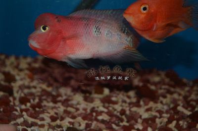 揭陽水族館vs祥龍魚場(chǎng)（探討揭陽水族館與祥龍魚場(chǎng)之間的差異之前需要明確基本信息和特點(diǎn)） 全國(guó)水族館企業(yè)名錄 第5張