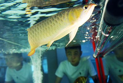 蘭州龍魚vs祥龍魚場（蘭州龍魚祥龍魚場） 全國水族館企業(yè)名錄 第1張