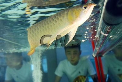 蘭州龍魚vs祥龍魚場（蘭州龍魚祥龍魚場） 全國水族館企業(yè)名錄 第2張