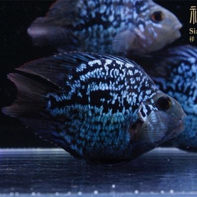 蘭州龍魚vs祥龍魚場（蘭州龍魚祥龍魚場） 全國水族館企業(yè)名錄 第3張