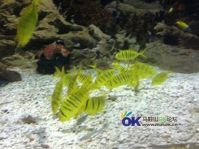 馬鞍山水族館vs祥龍魚場（馬鞍山水族館和祥龍魚場各有什么優(yōu)勢？） 全國水族館企業(yè)名錄 第3張