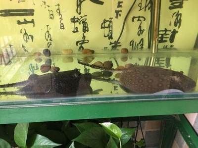 邯鄲龍魚vs祥龍魚場（邯鄲龍魚與祥龍魚場之間的區(qū)別） 全國水族館企業(yè)名錄 第4張