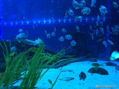 昆明水族館vs祥龍魚場（探討昆明水族館與祥龍魚場之間的差異之前需要明確兩者的基本信息） 全國水族館企業(yè)名錄 第4張