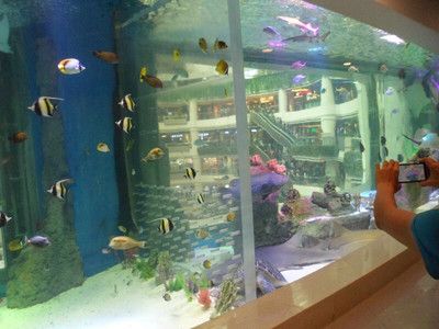 廣州水族館vs祥龍魚場（廣州水族館與祥龍魚場有什么區(qū)別？） 全國水族館企業(yè)名錄 第1張