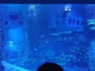 襄樊水族館vs祥龍魚場(chǎng)（探討襄樊水族館與祥龍魚場(chǎng)之間的差異之前需要明確兩者的基本信息）