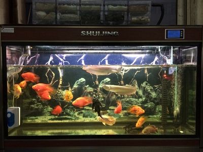 鹽城水族館vs祥龍魚場（鹽城水族館與祥龍魚場之間的差異之前，我們需要明確兩者的主要業(yè)務(wù)和特點） 全國水族館企業(yè)名錄 第2張